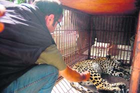 A forest officer inspects the leopard inside a cage after being captured by the forest department at St Bedes College in Shimla