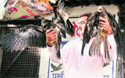 Vipin Bhatia of the Pakshi Sewa Samiti with the rescued eagle fledlings in Ludhiana on Saturday