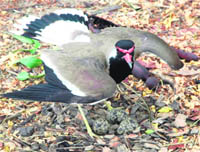 A bird tries to protect her eggs after a heavy storm on Friday night, in Patiala on Saturday