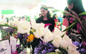 Onlookers appreciate flowers displayed in a show at the Ridge in Shimla on Sunday. 