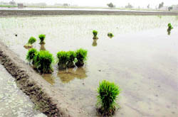 Despite ban, paddy plantation in progress in Khidkiyan Wala village, Muktsar