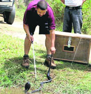 A spectacled black cobra is released in a forest in Baddi village in Nawanshahr district.