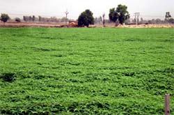 A field covered with jantar plants (dhaincha) along the Malout-Abohar road in Muktsar district