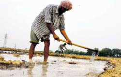 As the mercury fell following rain on Monday night, farm workers made the most of cool weather by preparing for paddy transplantation near Ludhiana