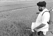 To grow more, farmers make an excessive use of chemicals