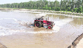 An agricultural field being prepared in Ludhiana ahead of the paddy transplantation season that would begin in the state today.