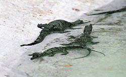 Three of the 15 newborn gharials at Chhatbir Zoo.
