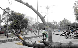 The damaged 11-KV Teenkoni feeder after a tree fell on it following a storm that hit Bathinda on Wednesday night. As a result, power supply to some areas in the city remained suspended