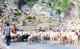 Nomadic shepherds return with their goats to Paddar, a remote area of Kishtwar, even as a large number of their community members are stranded in higher reaches due to snowfall.
