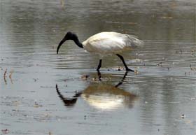 Tribune lensman Malkiat Singh captures a blackneck crane searching for food in Jalandhar