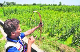 THE PRIMITIVE WAY: An orchard worker scares away birds by using sand bullets in Ludhiana