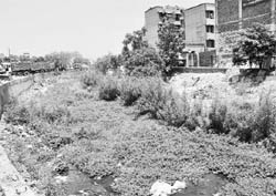 A view of the stinking drain, a natural boundary between Chandigarh and Panchkula, at the Mansa Devi Complex. 