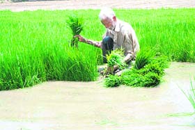 With the transplantation season in full swing, a farmer collects paddy saplings from a field near Salaru village in Karnal district