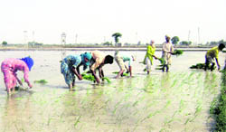 Women join their male counterparts in paddy transplantation at Pandori village near Ahmedgarh. 