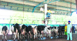 Progressive farmer Bahadur Singh at his dairy farm at Fatehgarh Sahib. 