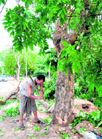 A tree being axed on the widened road in Sector 8, Chandigarh