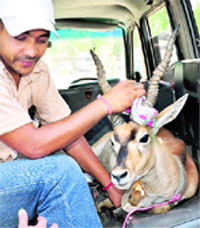 The black buck, which was trapped near Panipat, being transported to the People for Animals office in Chandigarh on Wednesday.