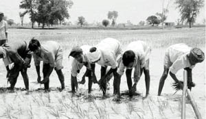 Farmers must be educated about sowing crops that do not guzzle water