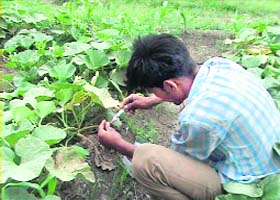 A vegetable grower injects chemicals into plants in a village in Ferozepur district
