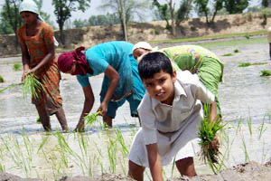 A kid along with other migrant labourers and family members transplanting paddy.