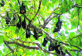 Bats hanging from a tree on the Civil Hospital premises in Karnal