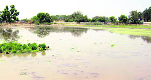 A heap of paddy saplings and scum over water surface in a field at Chhapar village, near Ahmedgarh, narrate the story of labour shortage in the area.