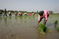 Labourers transplanting paddy at a field in Bathinda