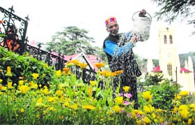 A gardner watering plants on a hot day at the Ridge in Shimla on Friday.