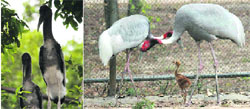 Painted stork (left) and Sarus crane hover around their younglings