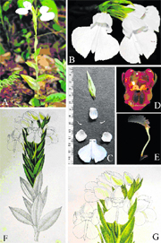 Pecteilis rawatii (Orchidaceae), a new species of orchid from India.