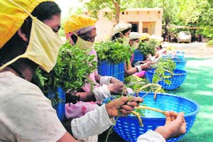 Around 300 women have been engaged in organic tulsi farming for the last 10 years