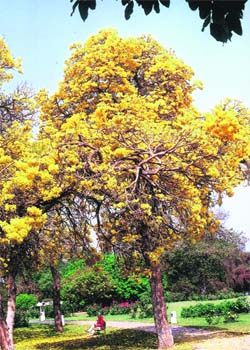 The magnificent bloom of yellow, bell-shaped flowers of the golden tabebuia makes it a rare sight
