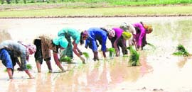 Farmers transplant paddy at a village in Sirsa. The paddy season began recently.