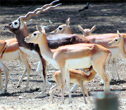 A deer feeds her fawn at the Deer Park in Patiala on Sunday