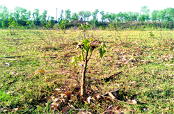 A jatropha plant (in the foreground) in a huge track of land near Talwara, said 