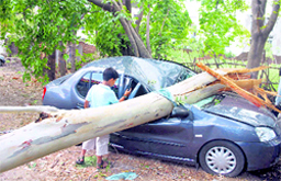 A car crushed under a tree