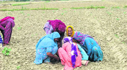 Women attend a mahila khet pathshala at Nidana village.