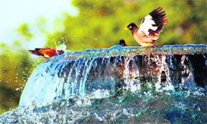 Birds enjoy a bath on a hot day at the fountain on the Sector 10/17 roundabout.