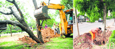 Workers of the horticulture department plant an uprooted tree at Sector 4 (left) while another is being cut at Sector 8 for road widening in Chandigarh on Thursday.