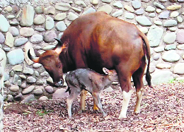 A bison along with the new-born calf at Chhatbir Zoo.