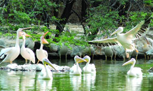 Our feathered friends play at Delhi Zoo as the temperature dips on Friday.