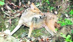 Golden jackal