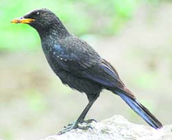Blue whistling thrush