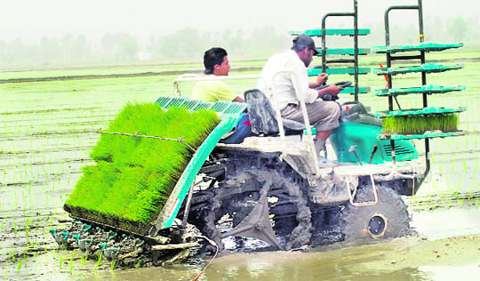 A Japanese automatic paddy transplanter in use in Rammuwal village, near Mehatpur, in Jalandhar.