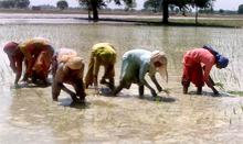 Women folk engaged in paddy transplantation in a Bathinda village.