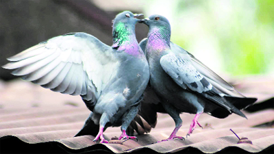 A pair of pigeons frolick on a roof top in Dehradun on Saturday.