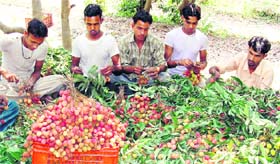 Litchi sellers separating good fruit from the bad ones at Dagwar village near Dharamsala