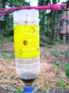 A female pheromone trap developed by scientists of Palampur Agriculture University