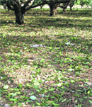 Orchards littered with mangoes after the June 22 hailstorm
