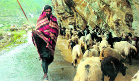 With the mercury soaring in the plains, this shepherd moves towards hilly areas of the state.